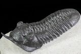 Morocconites Trilobite - Large Specimen #72705-4